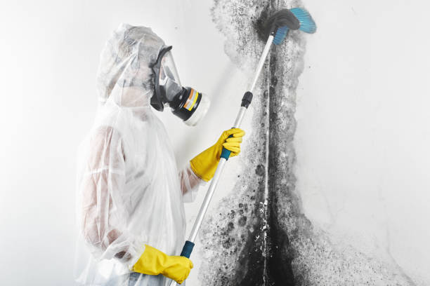 Reliable Bethalto, IL Mold Removal Solutions