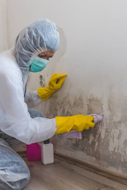 Best Emergency Mold Remediation  in Bethalto, IL