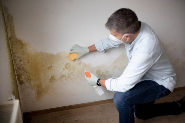 Best Mold Remediation for Healthcare Facilities  in Bethalto, IL