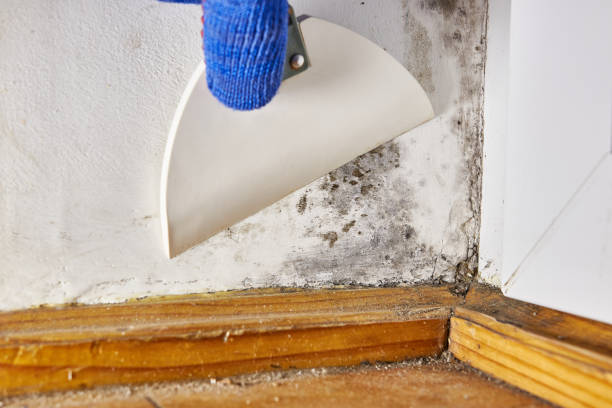 Best Environmental Consulting for Mold Prevention  in Bethalto, IL
