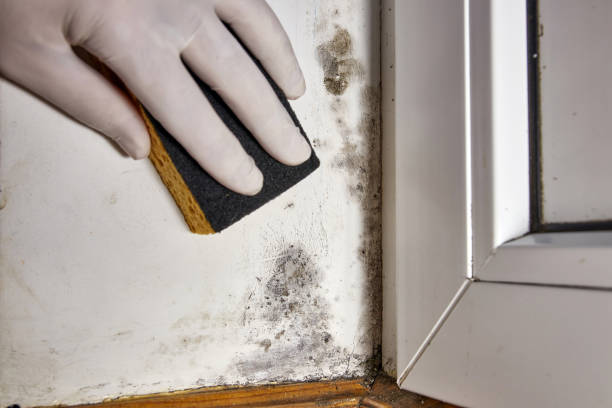 Best Airborne Mold Testing  in Bethalto, IL