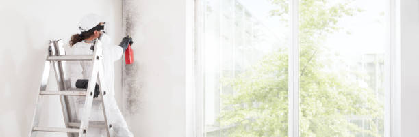 Best Mold Odor Removal Services  in Bethalto, IL